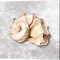 Shell Collector by Kelley Talent 14" x 14" Canvas Wall Art (Set of 2)